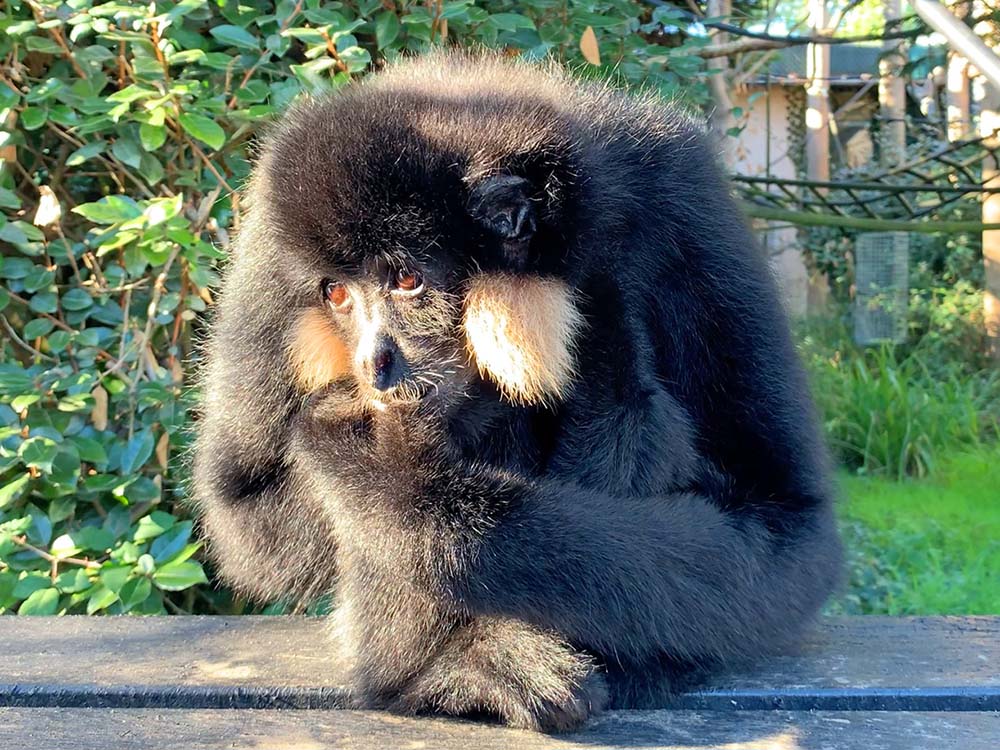 Days Out Norden Farm, Corfe Castle, Dorset